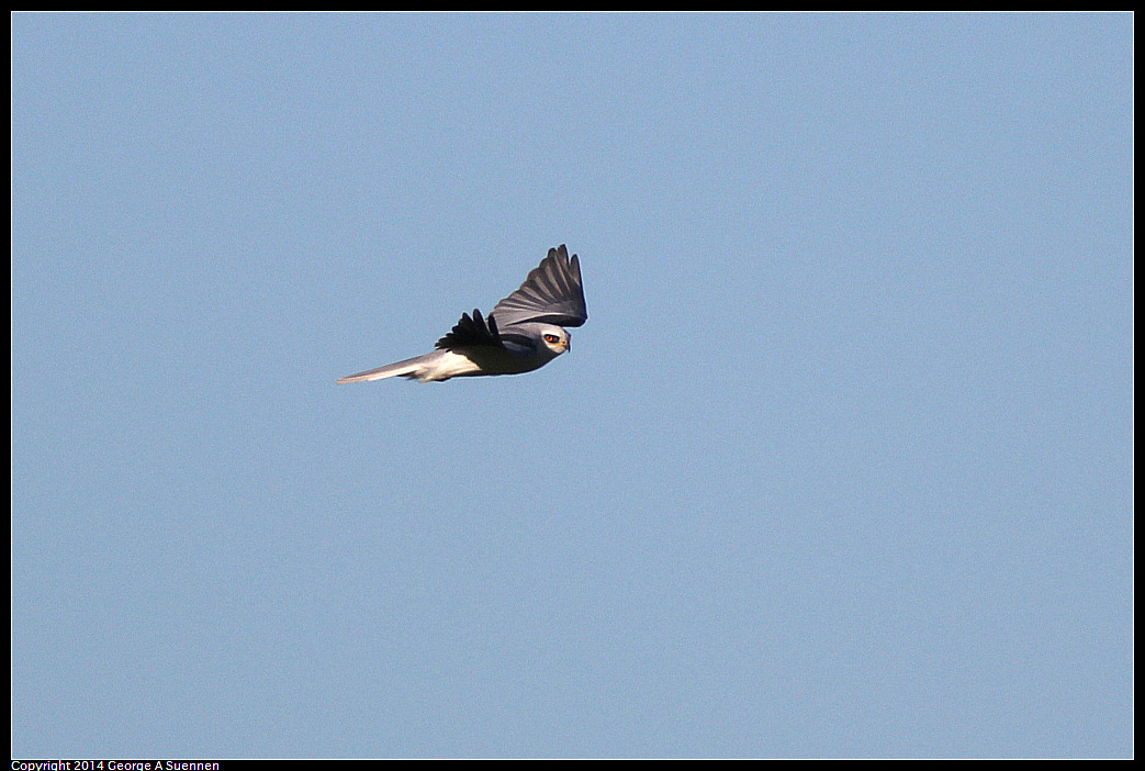 1225-093531-01.jpg - White-tailed Kite