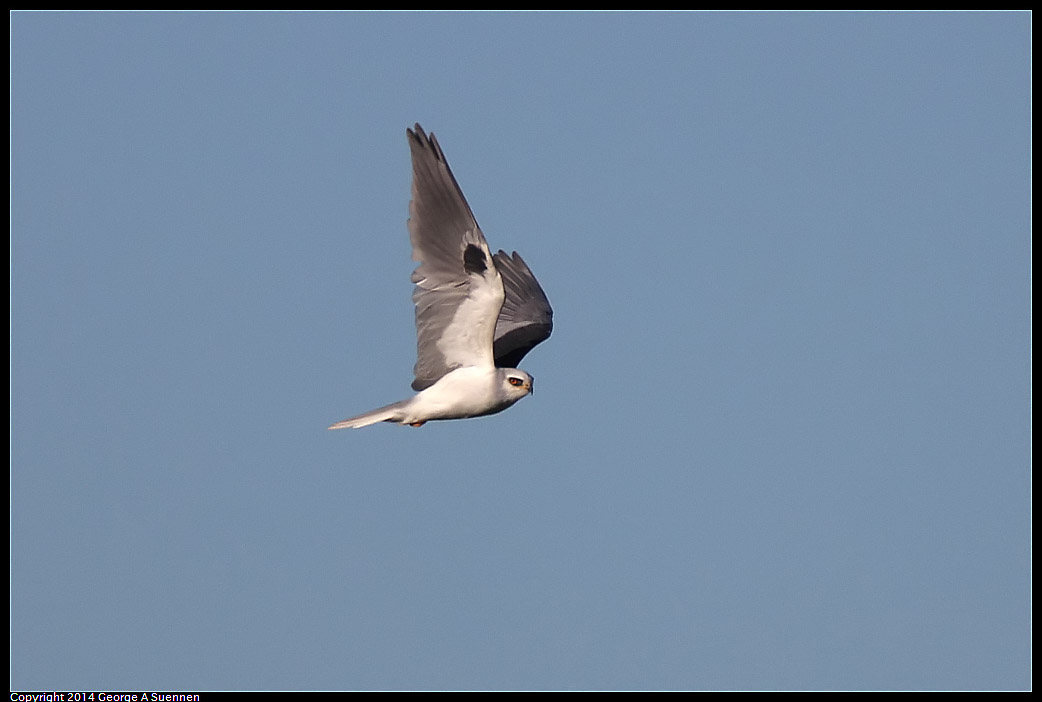 1225-093531-02.jpg - White-tailed Kite