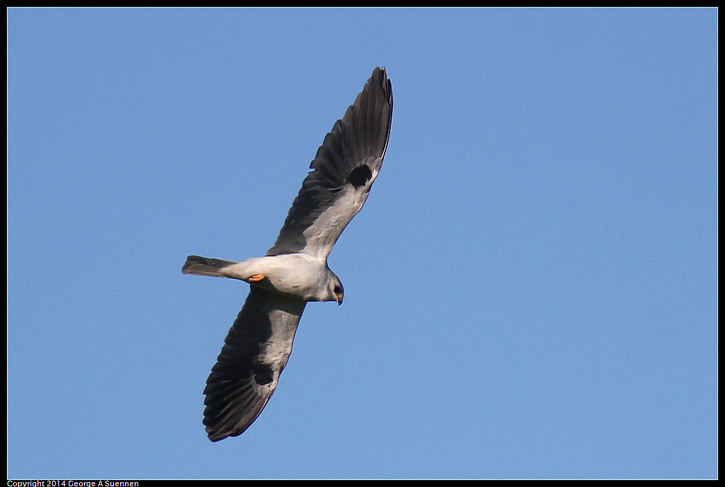 1225-093538-02.jpg - White-tailed Kite