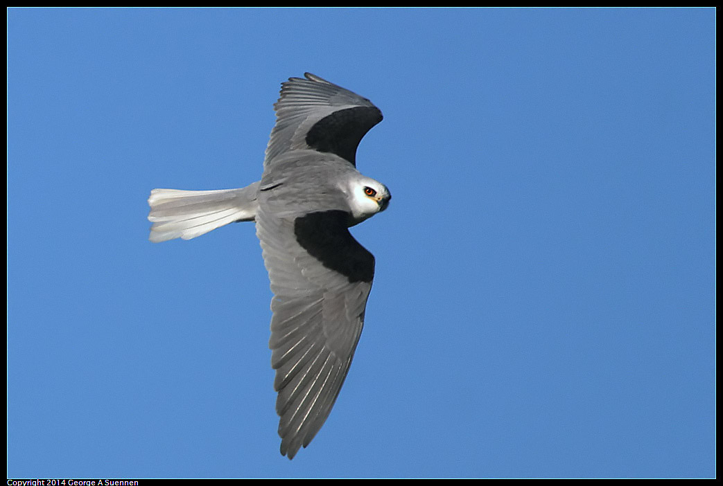 1225-093556-02.jpg - White-tailed Kite