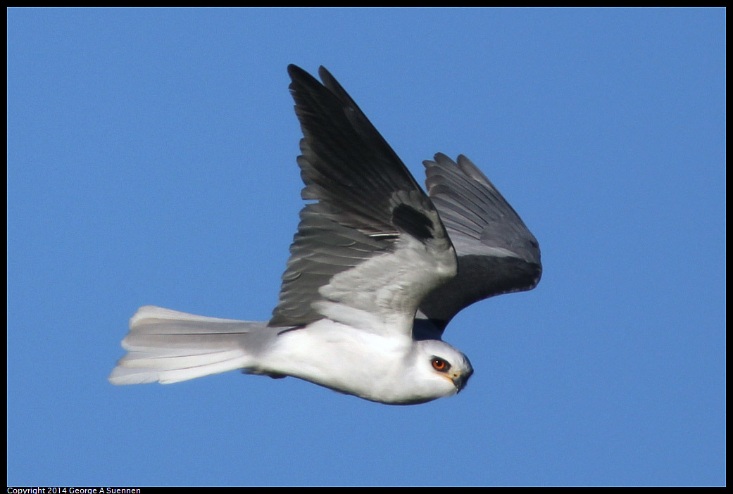 1225-093557-01.jpg - White-tailed Kite