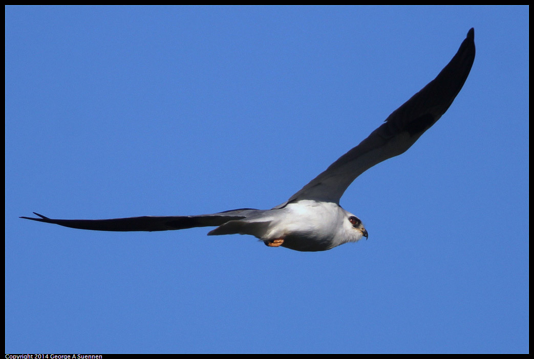 1225-093607-01.jpg - White-tailed Kite