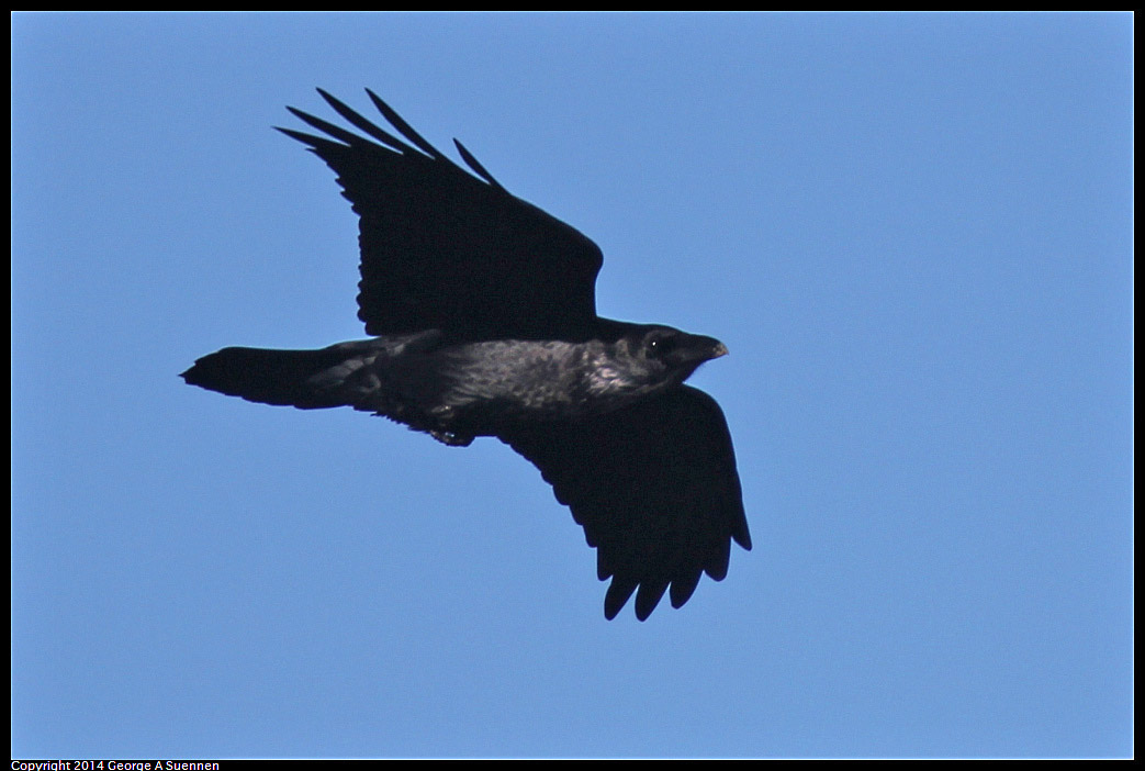 1225-093658-01.jpg - Common Raven