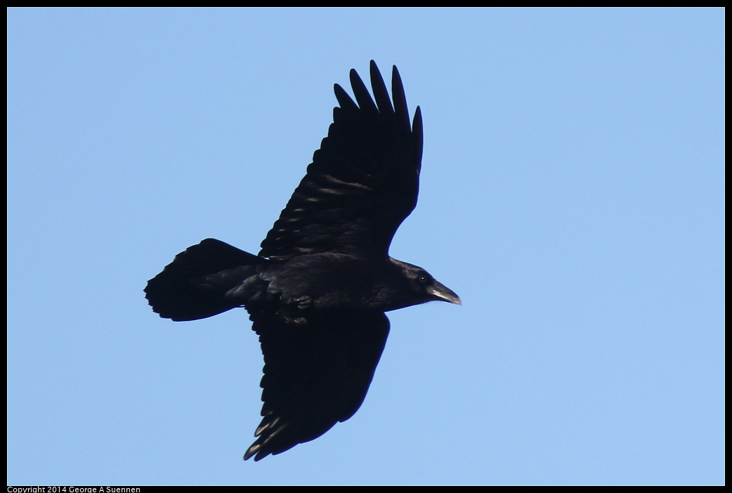 1225-093659-02.jpg - Common Raven