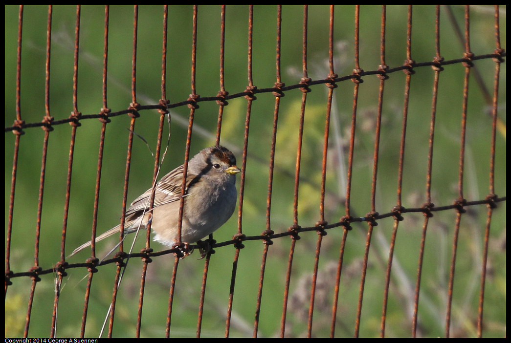 1225-093842-01.jpg - White-crowned Sparrow
