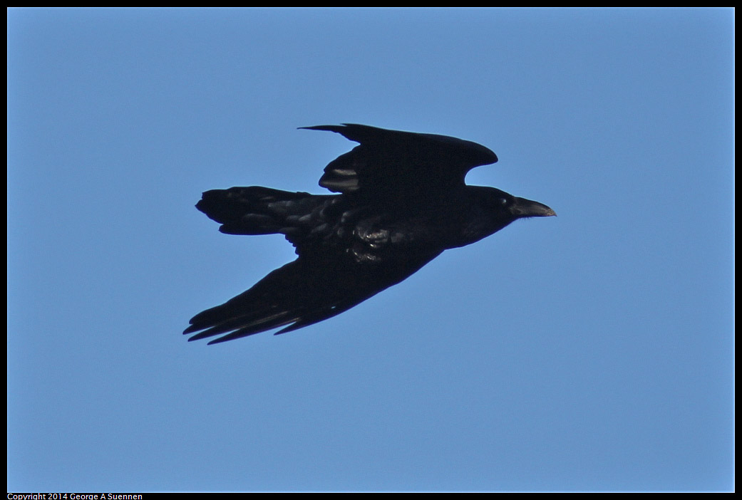 1225-094115-01.jpg - Common Raven
