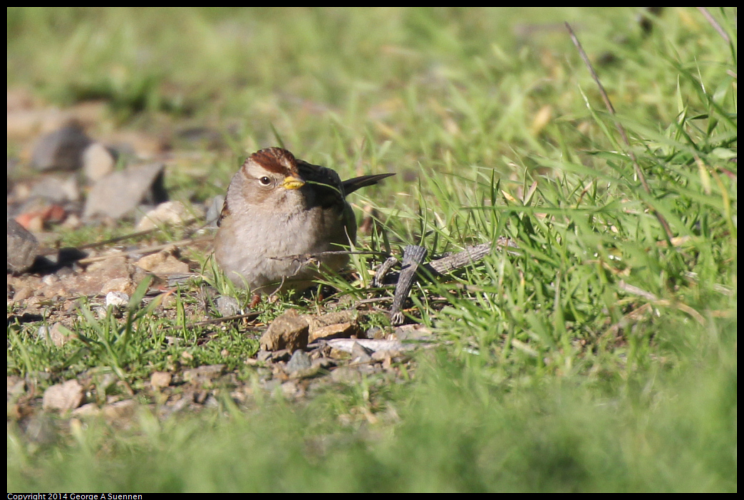1225-094152-01.jpg - White-crowned Sparrow