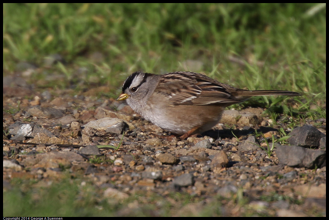 1225-094430-02.jpg - White-crowned Sparrow