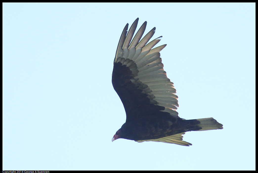1225-100055-02.jpg - Turkey Vulture