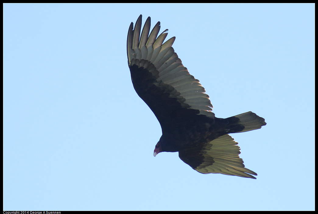 1225-100059-01.jpg - Turkey Vulture