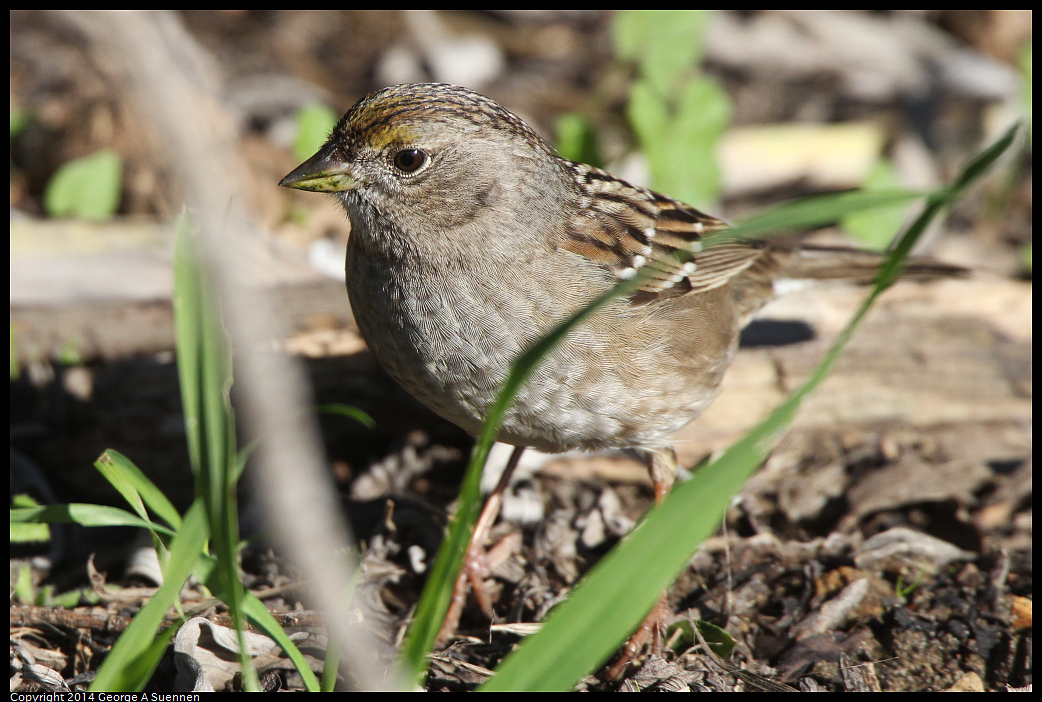 1225-100822-02.jpg - Golden-crowned Sparrow