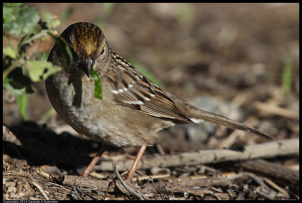 1225-100828-01.jpg - Golden-crowned Sparrow