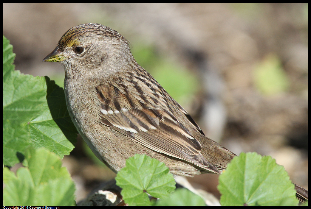 1225-100838-01.jpg - Golden-crowned Sparrow