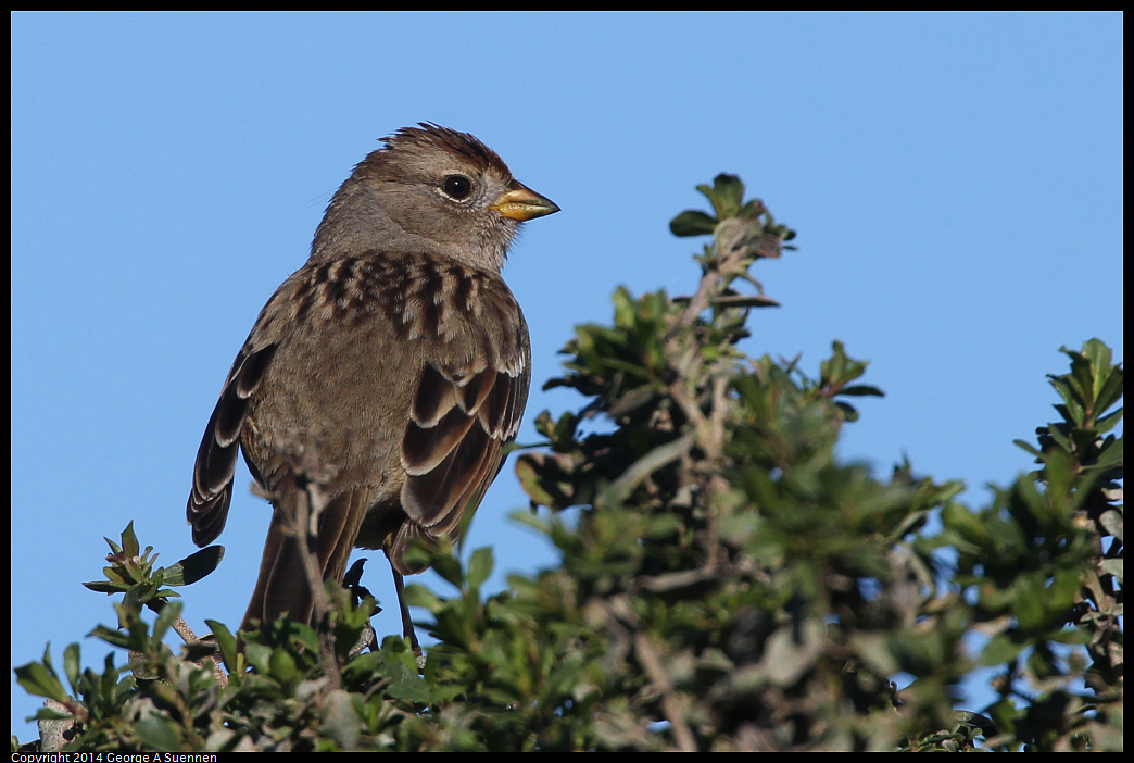 1225-100957-01.jpg - White-crowned Sparrow