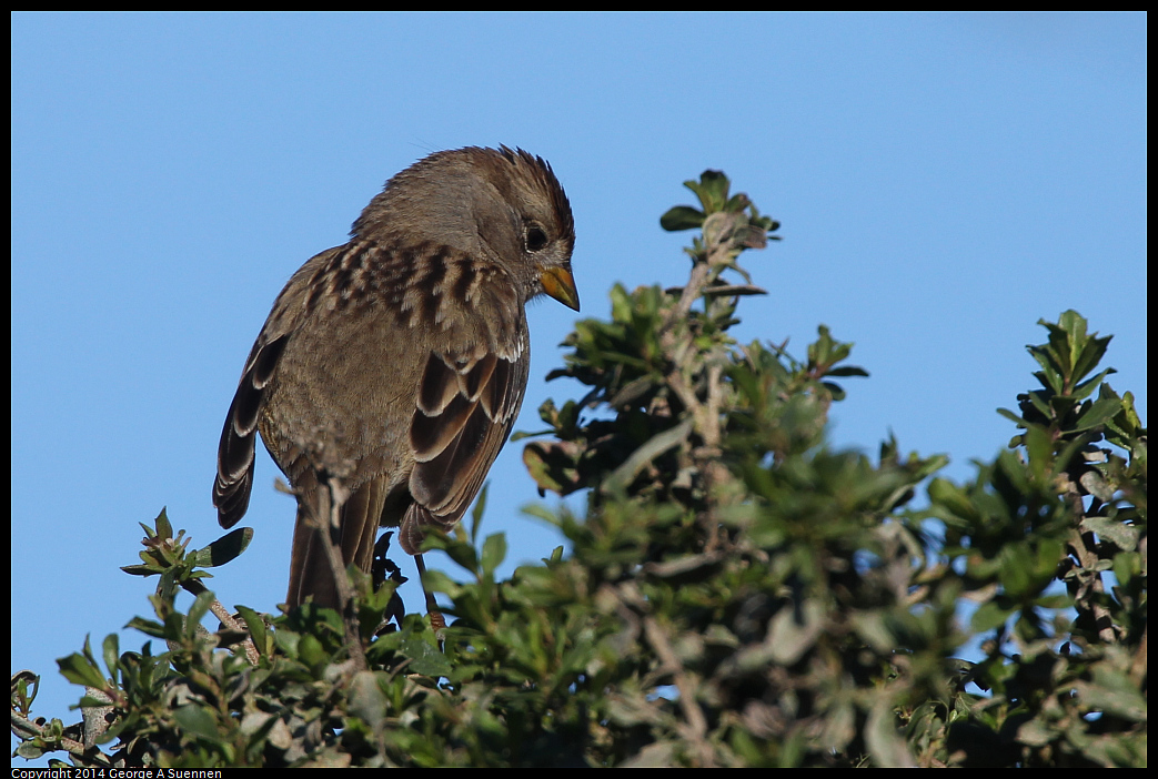 1225-101002-01.jpg - White-crowned Sparrow