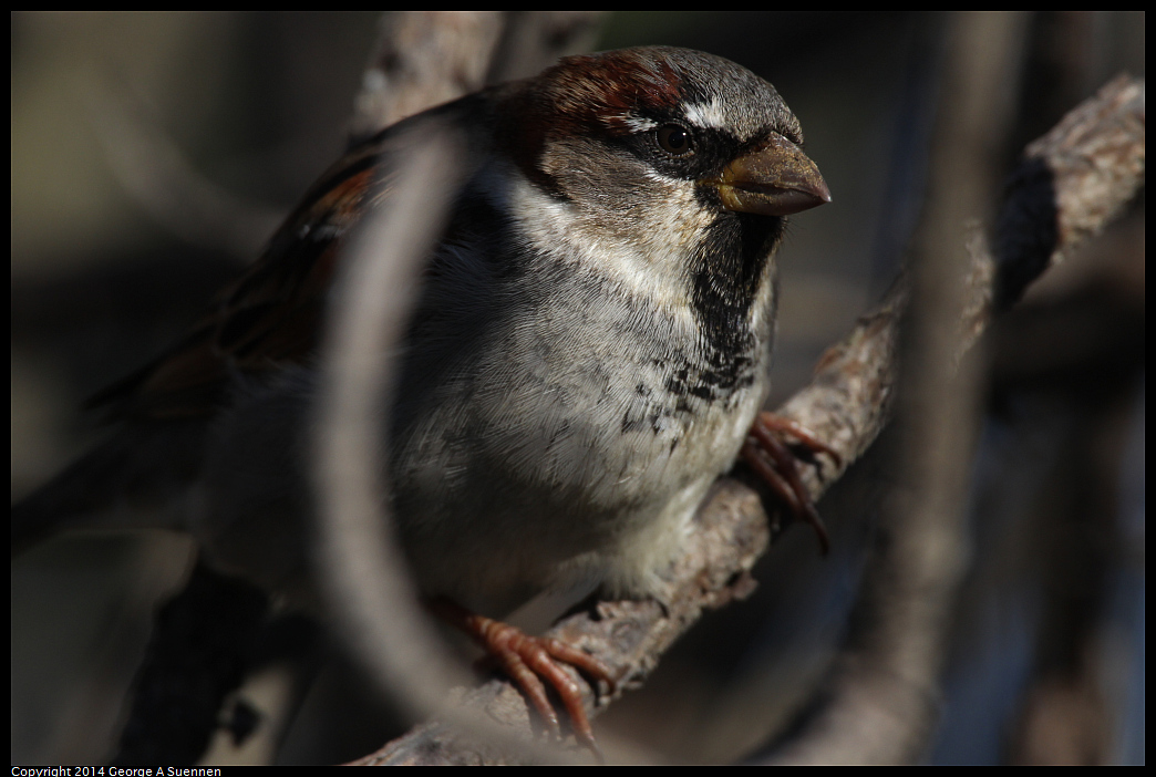 1225-101057-03.jpg - House Sparrow