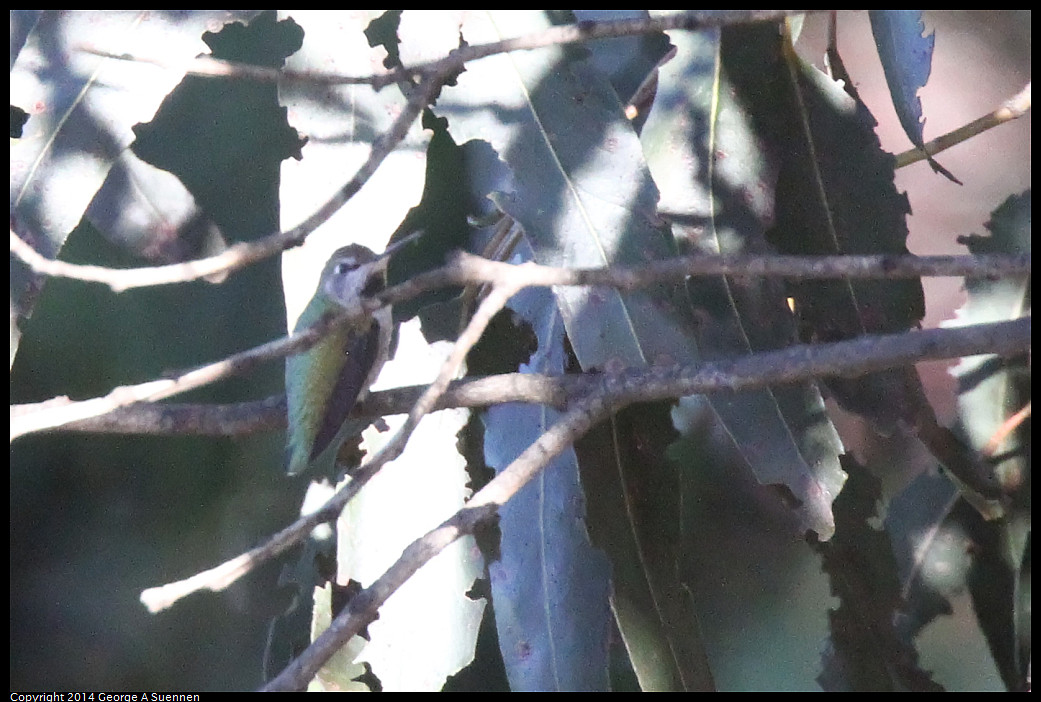 1226-142057-01_DxO.jpg - Anna's Hummingbird