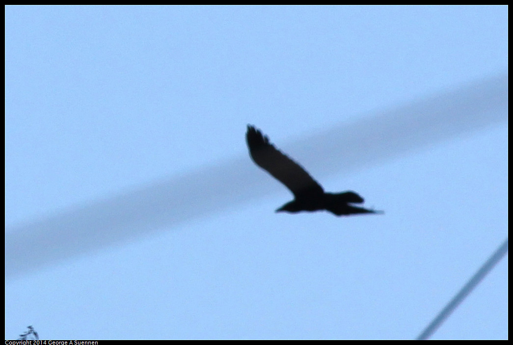 1226-143415-02_DxO.jpg - American Crow (Id only)