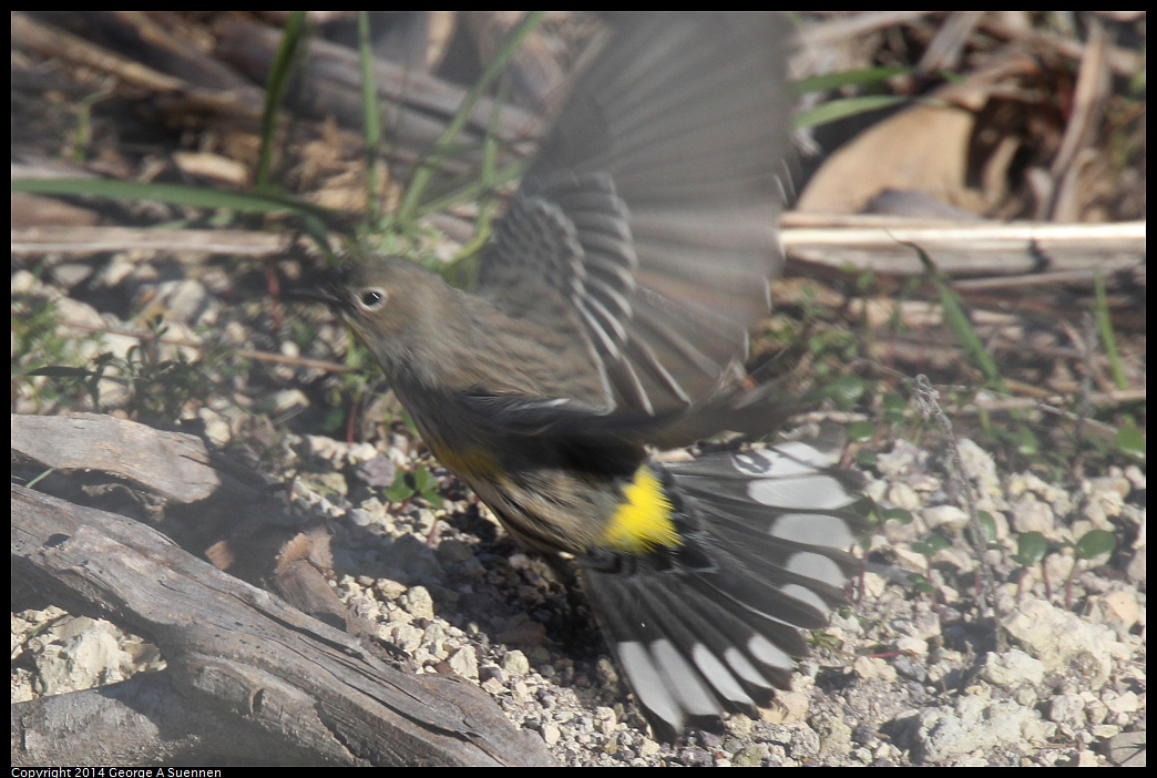 1230-145243-01.jpg - Yellow-rumped Warbler