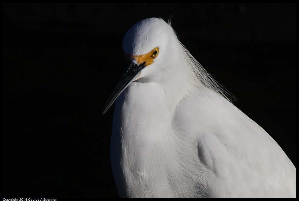 1230-145544-02.jpg - Snowy Egret