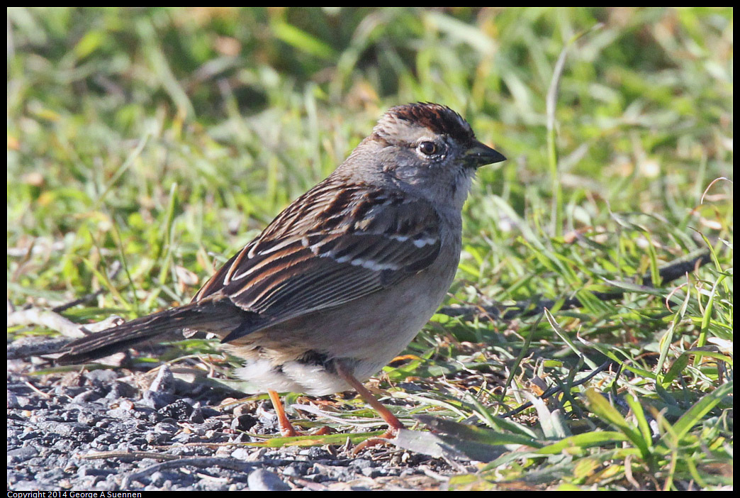 1230-150040-02.jpg - White-crowned Sparrow