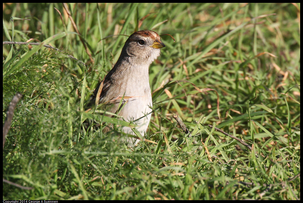 1230-150132-02.jpg - White-crowned Sparrow