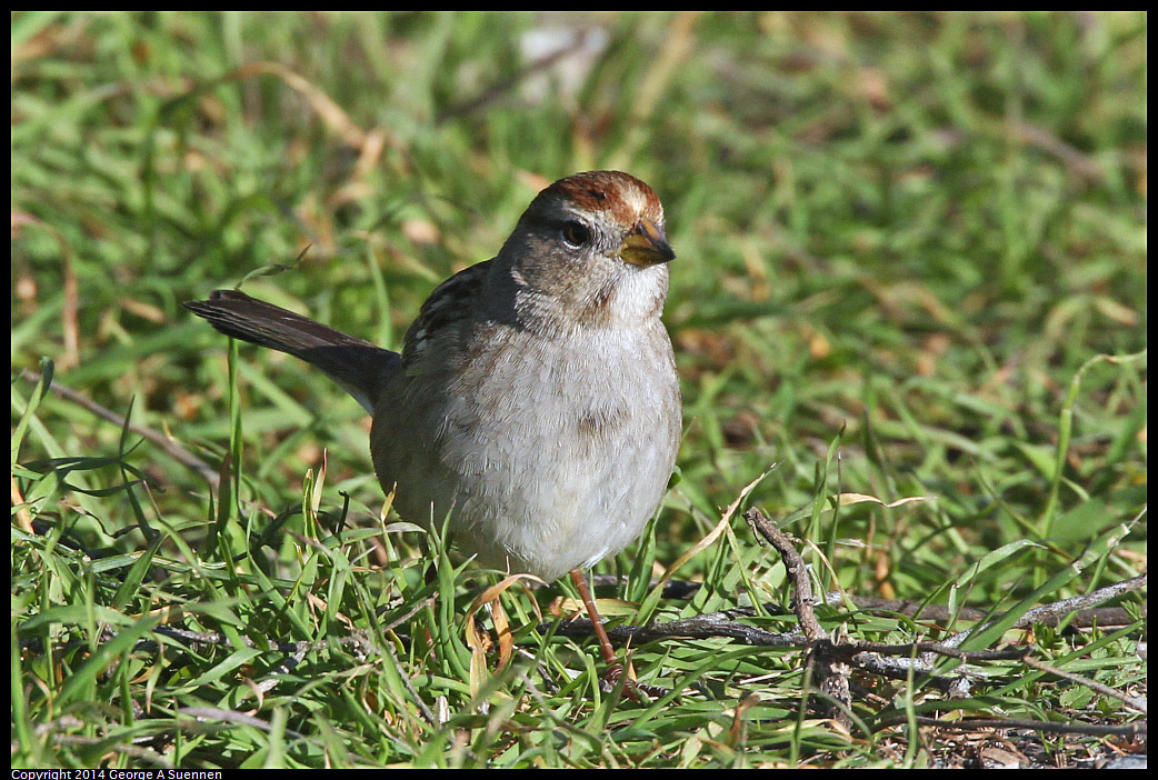 1230-150135-02.jpg - White-crowned Sparrow