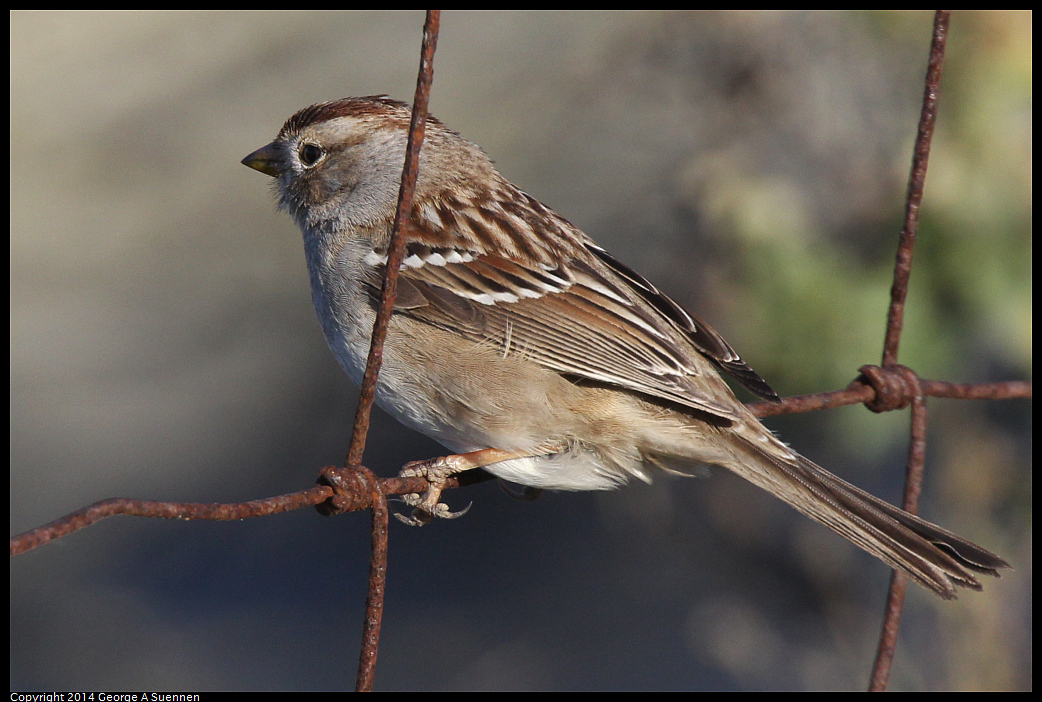 1230-150144-02.jpg - White-crowned Sparrow