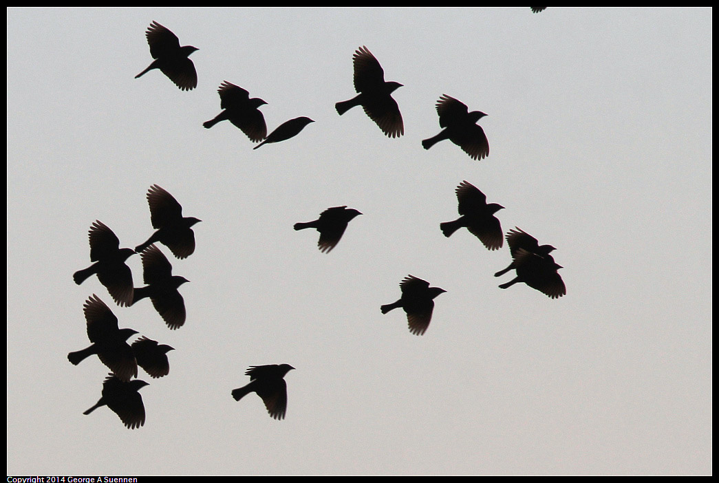 1230-150750-04.jpg - Red-winged Blackbird