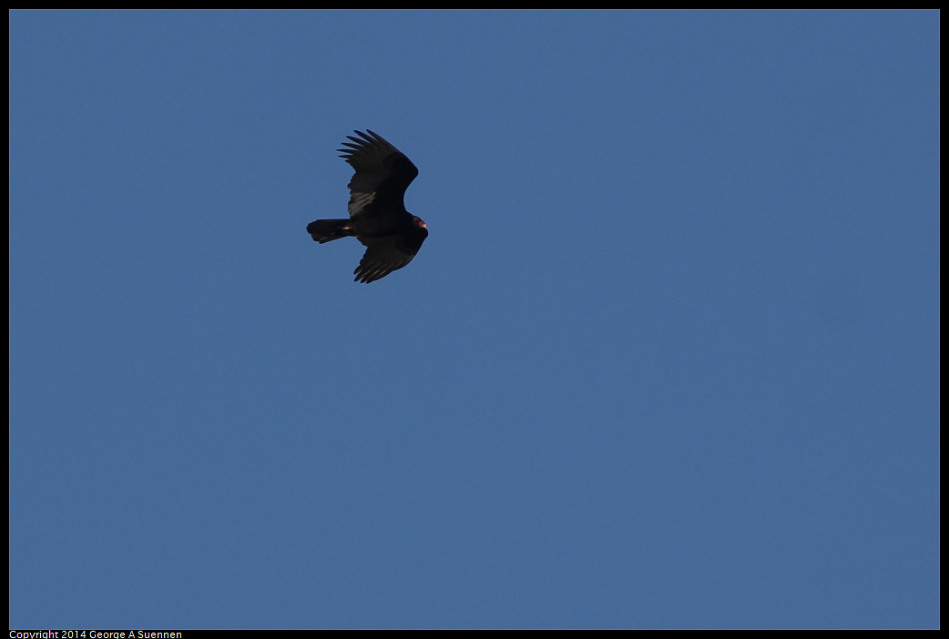 1230-151249-02.jpg - Turkey Vulture