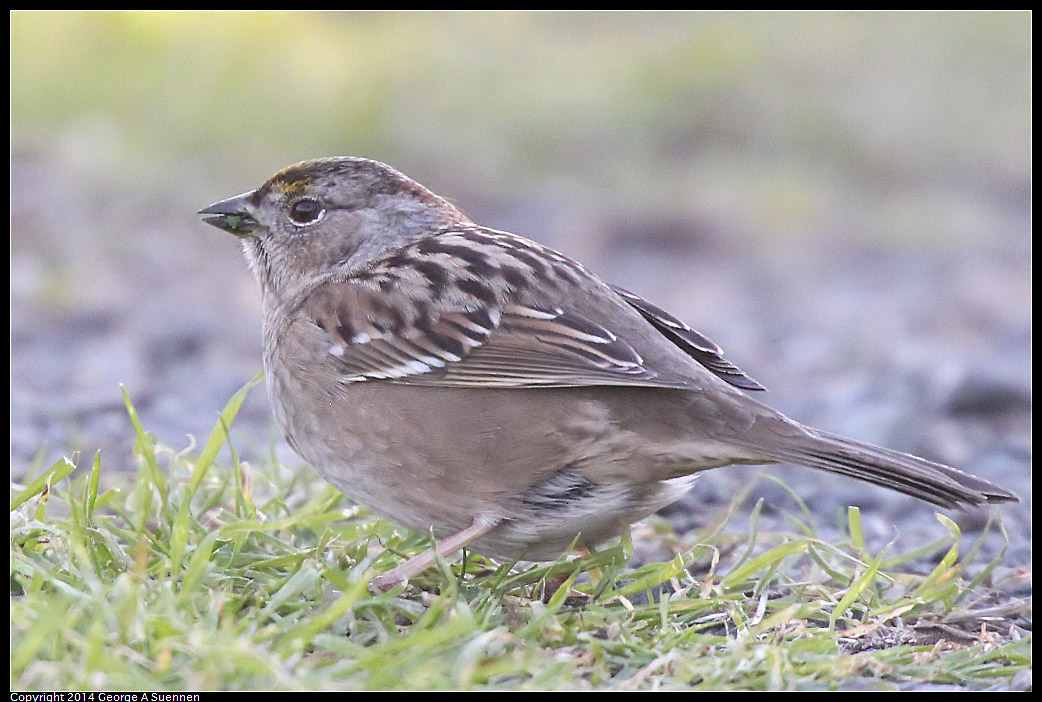 1230-152203-02.jpg - Golden-crowned Sparrow