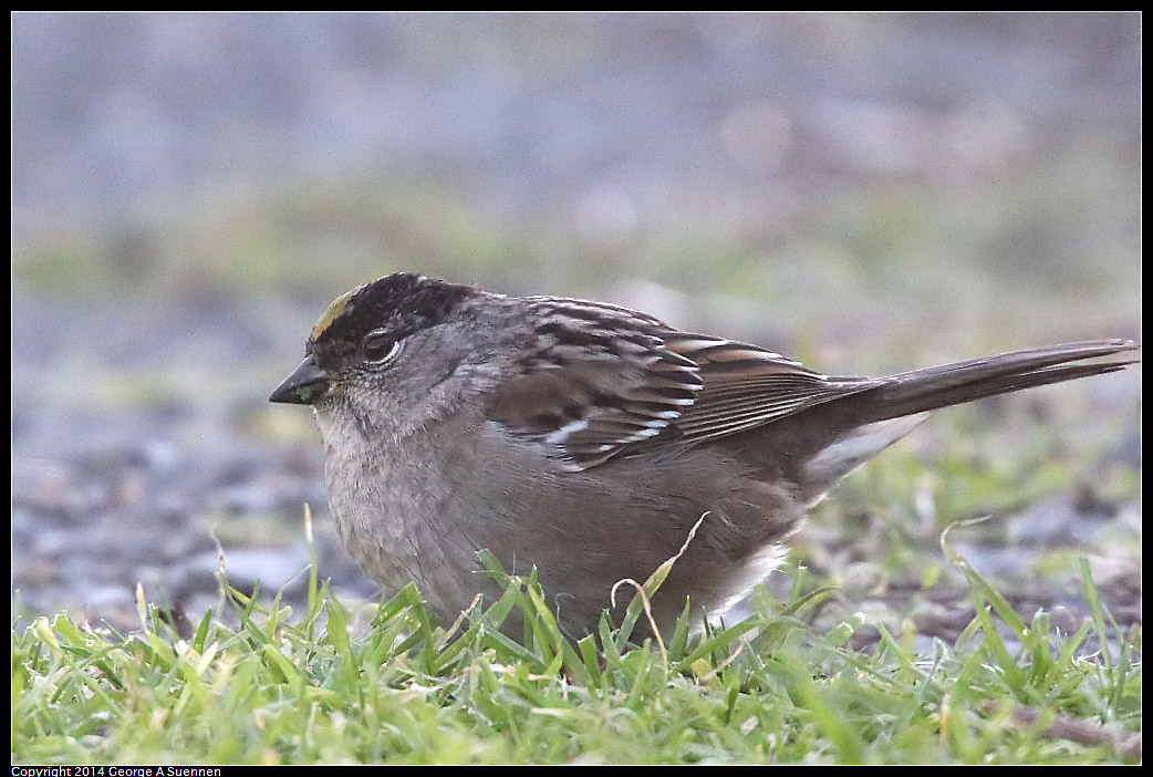 1230-152219-03.jpg - Golden-crowned Sparrow