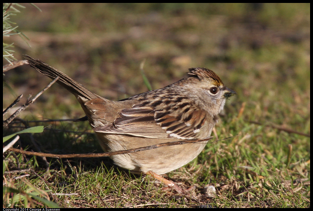 1230-152643-01.jpg - Golden-crowned Sparrow