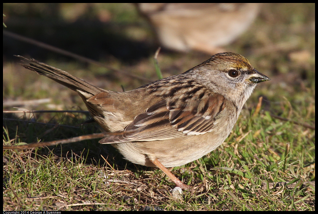 1230-152709-05.jpg - Golden-crowned Sparrow