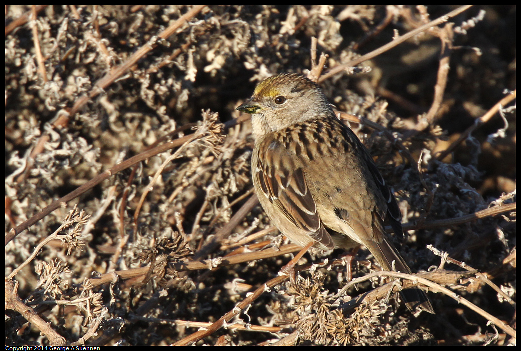 1230-154413-03.jpg - Golden-crowned Sparrow