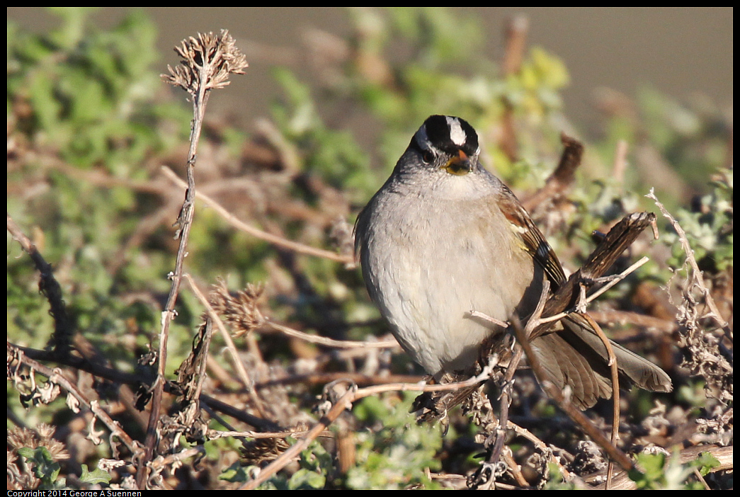 1230-154742-02.jpg - White-crowned Sparrow
