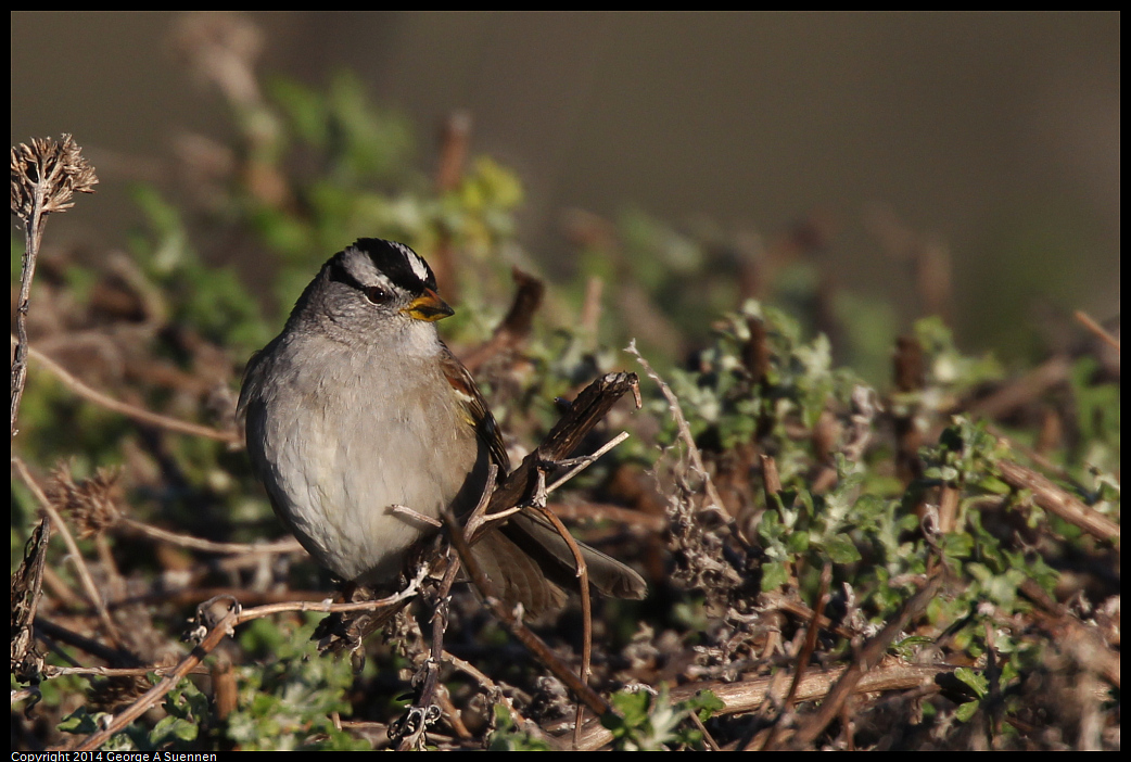 1230-154743-01.jpg - White-crowned Sparrow
