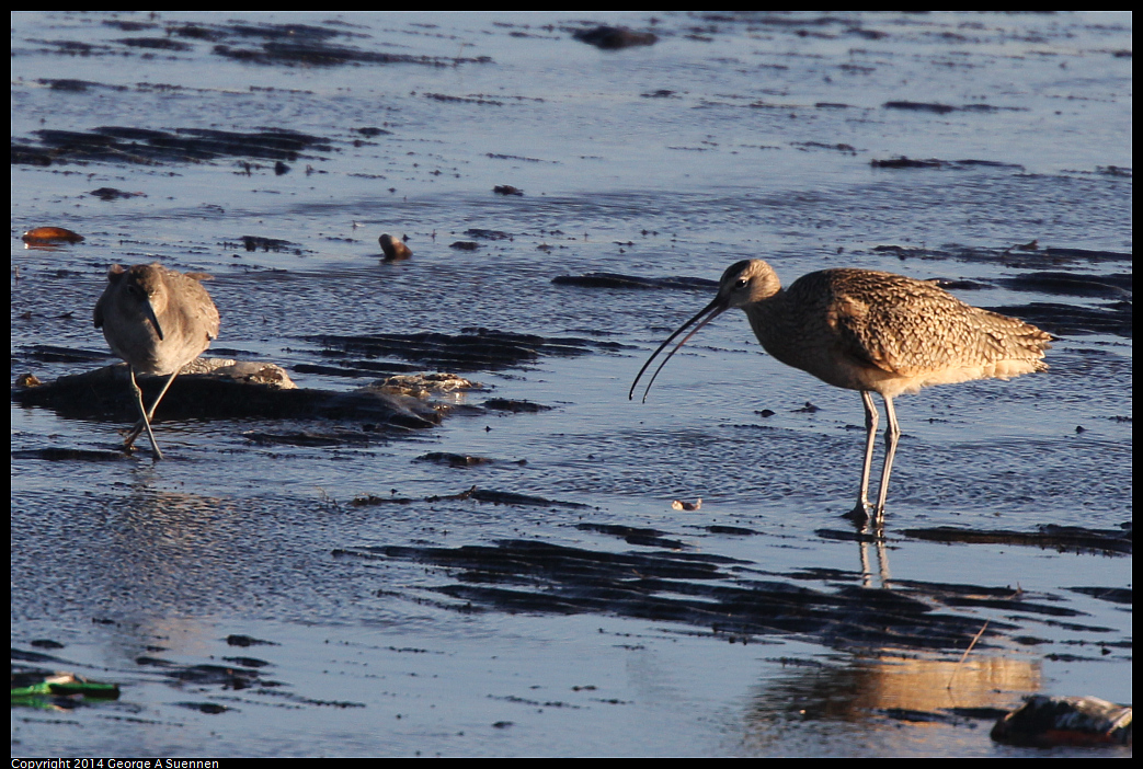1230-160110-04.jpg - Long-billed Curlew dropped lunch