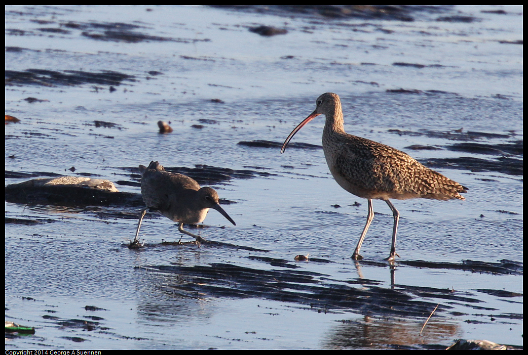 1230-160111-01.jpg - Long-billed Curlew with thief