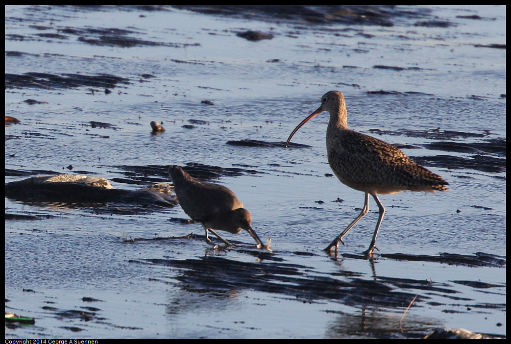 1230-160111-02.jpg - Long-billed Curlew with thief