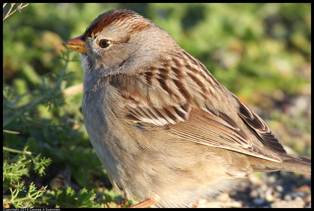 1230-161356-04.jpg - White-crowned Sparrow