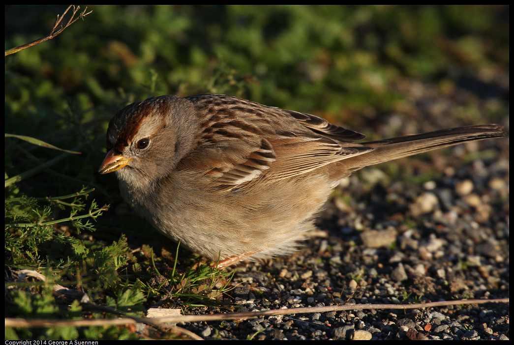 1230-161402-03.jpg - White-crowned Sparrow
