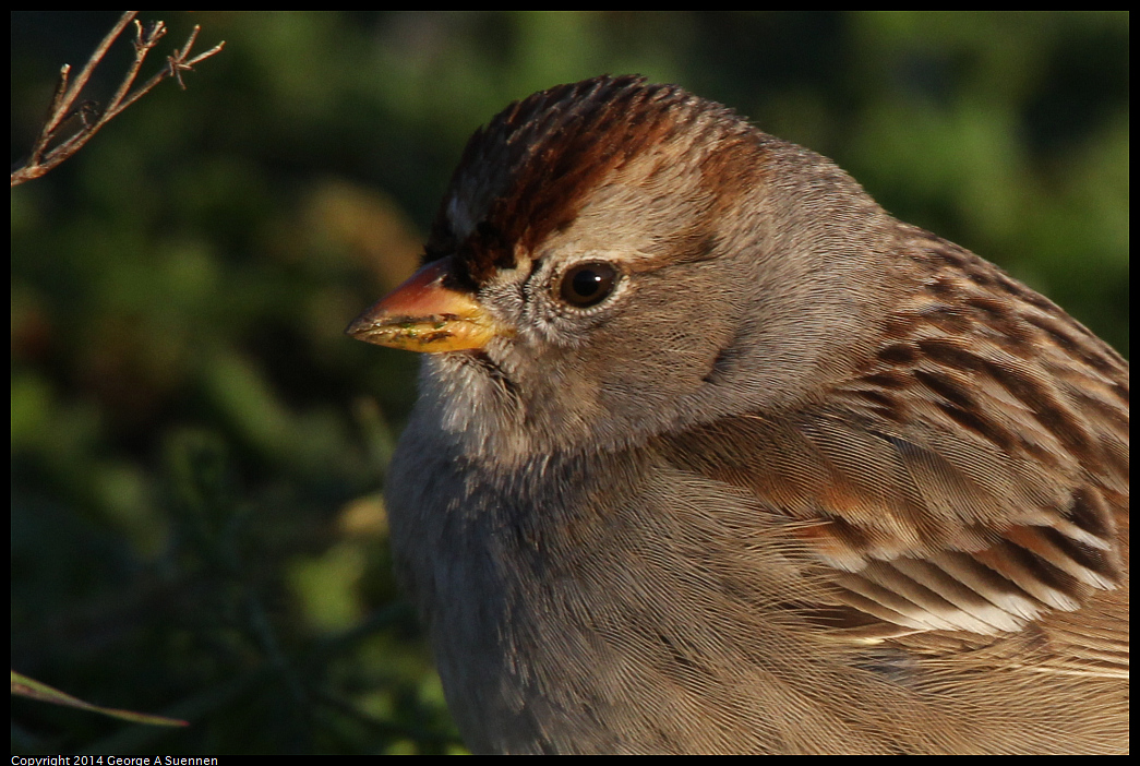 1230-161404-04.jpg - White-crowned Sparrow