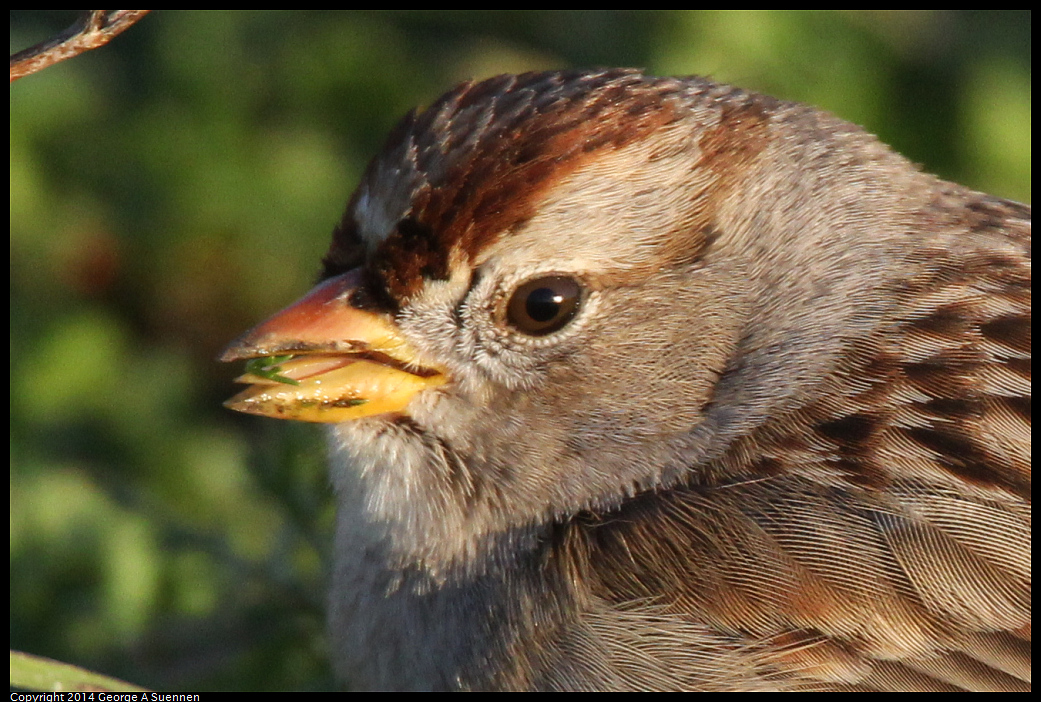 1230-161411-02.jpg - White-crowned Sparrow