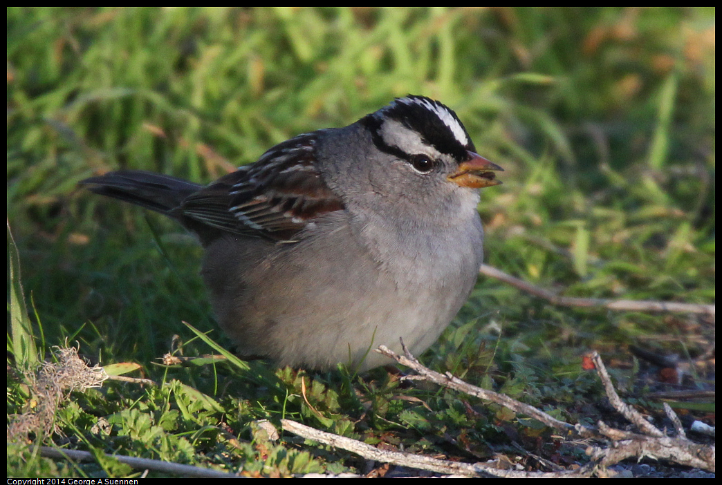 1230-161619-05.jpg - White-crowned Sparrow