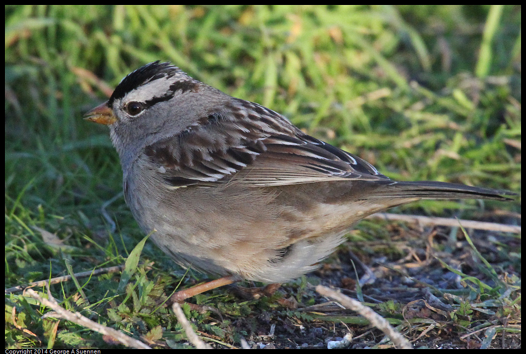 1230-161644-03.jpg - White-crowned Sparrow
