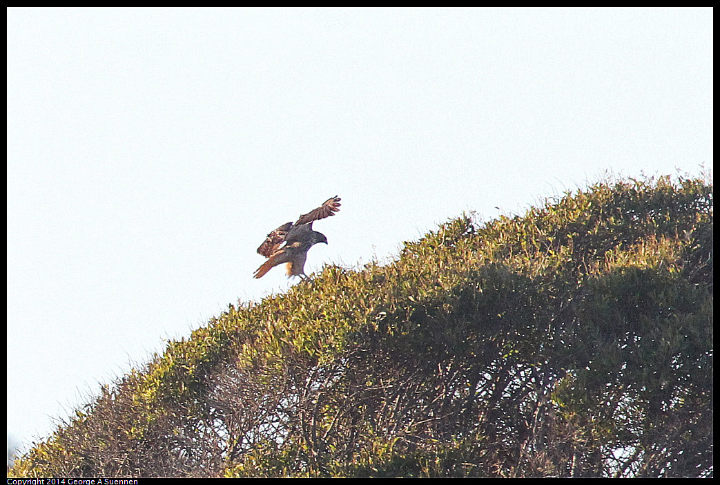 1230-162052-01.jpg - Red-tailed Hawk