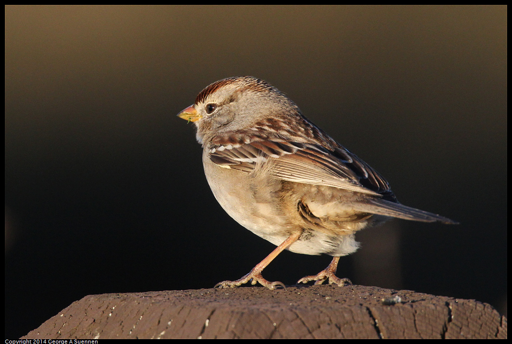 1230-162202-02.jpg - White-crowned Sparrow