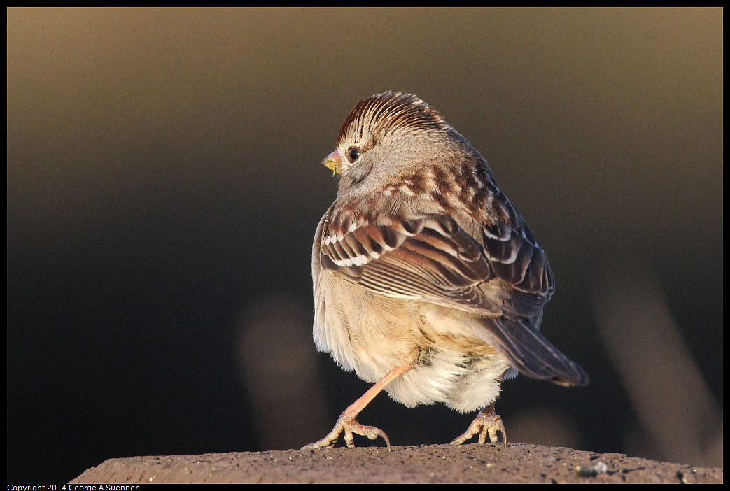 1230-162212-01.jpg - White-crowned Sparrow