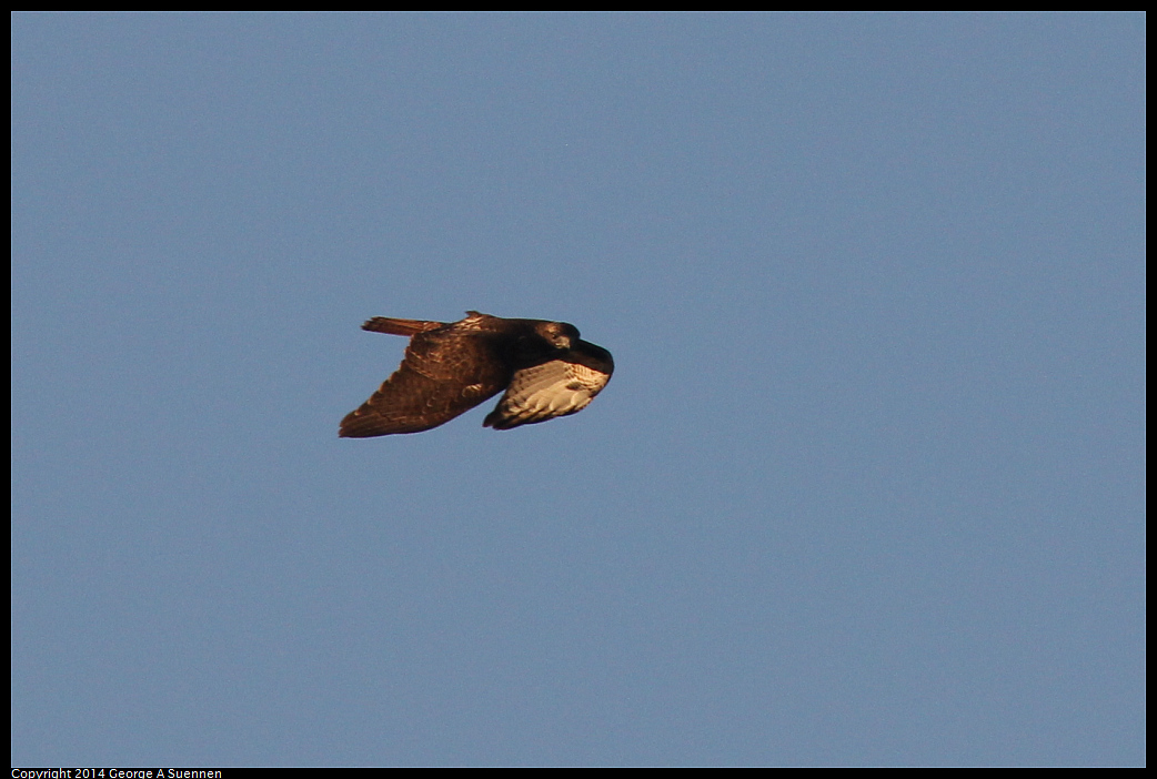 1230-162319-01.jpg - Red-tailed Hawk